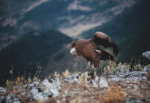 Hunters May Lure ‘Man-Eating’ Tiger with Calvin Klein’s Obsession