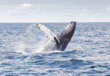 Painted Wolves Caught on Camera Hunting Baboons for the First Time